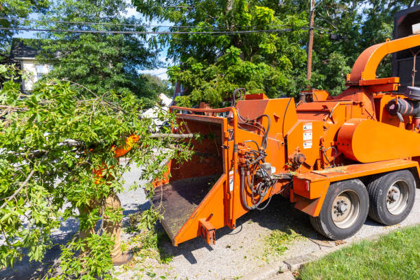 Tree Service Company in Hallstead, PA